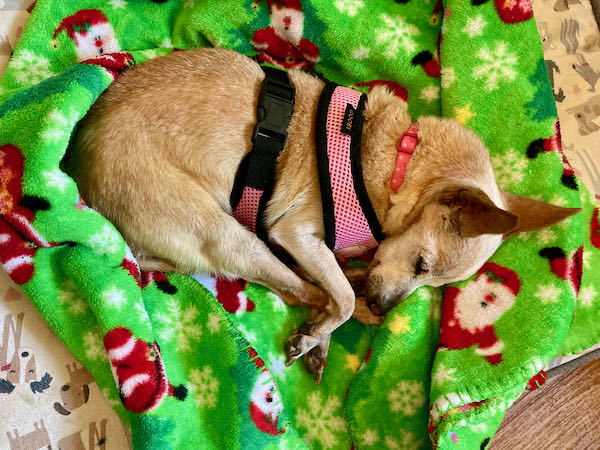 Bitsie