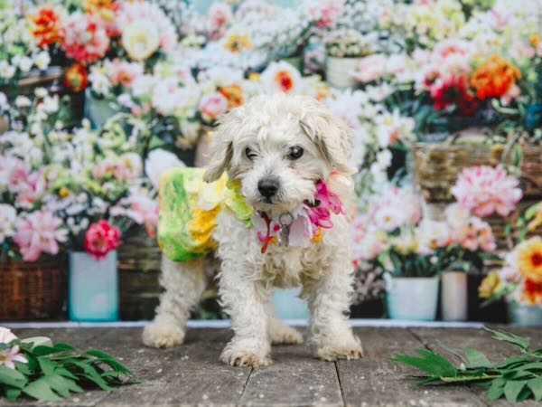 Blossom