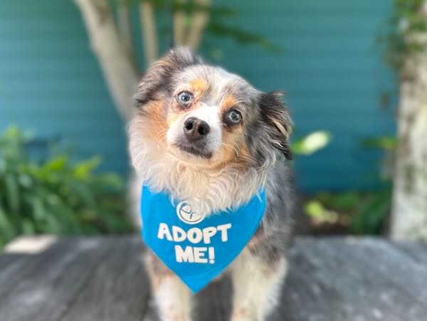 Blu