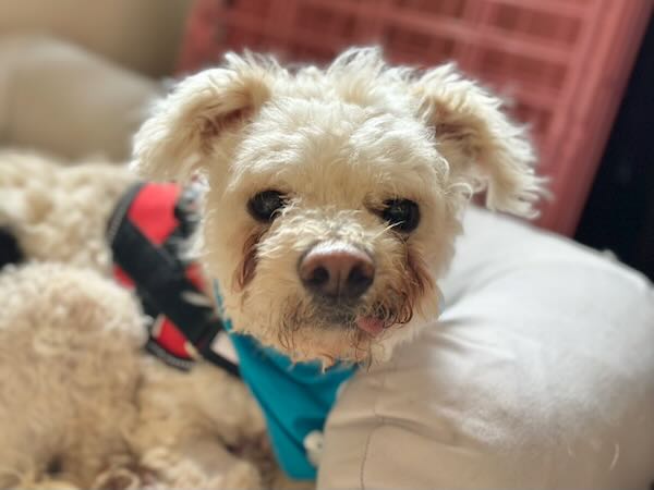 Bobby