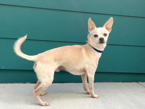 Boo Boo Chi