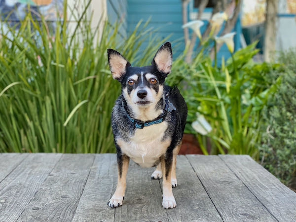 Brownie aka Henry