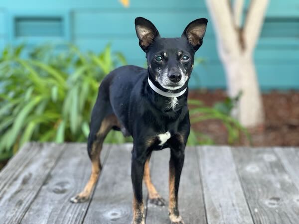 Buddy
