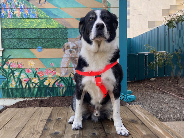 Buddy Collie