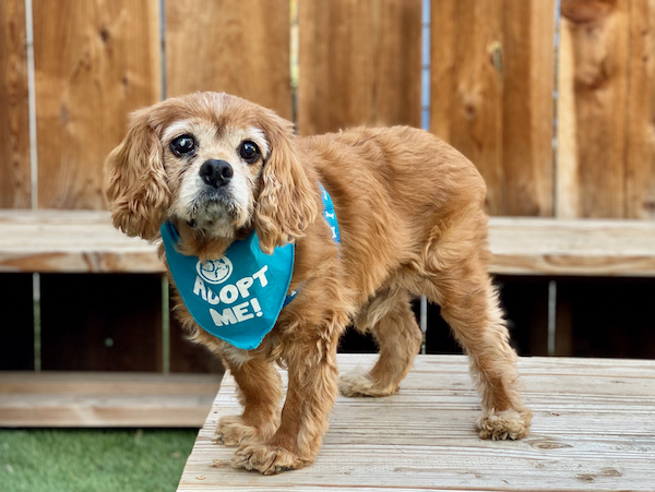 Buddy Cavalier