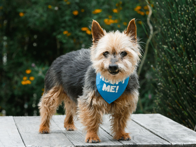 Buddy Yorkie