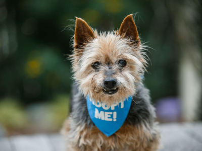 Buddy Yorkie