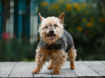 Buddy Yorkie