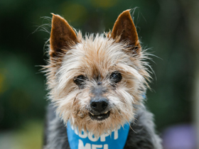 Buddy Yorkie