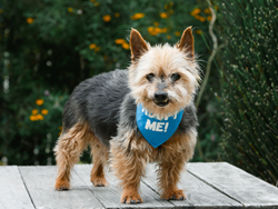 Buddy Yorkie