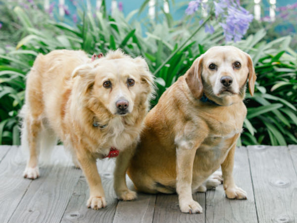 Buddy and Sister