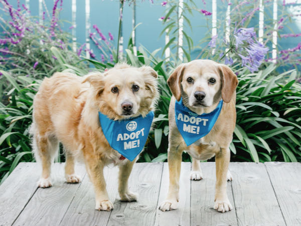 Buddy and Sister