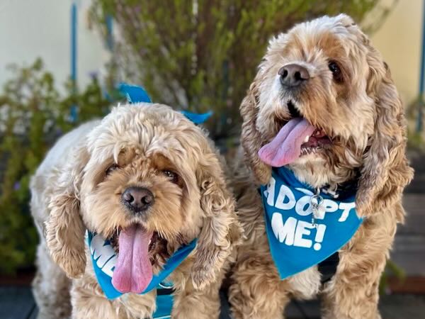 Butch and Frankie