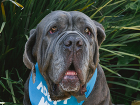 Cali Mastiff