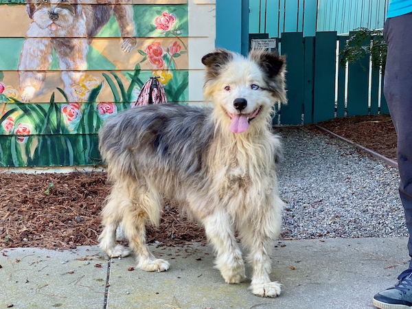 Charlie Aussie