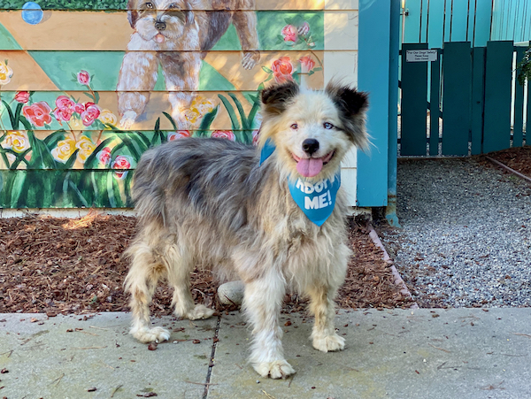 Charlie Aussie