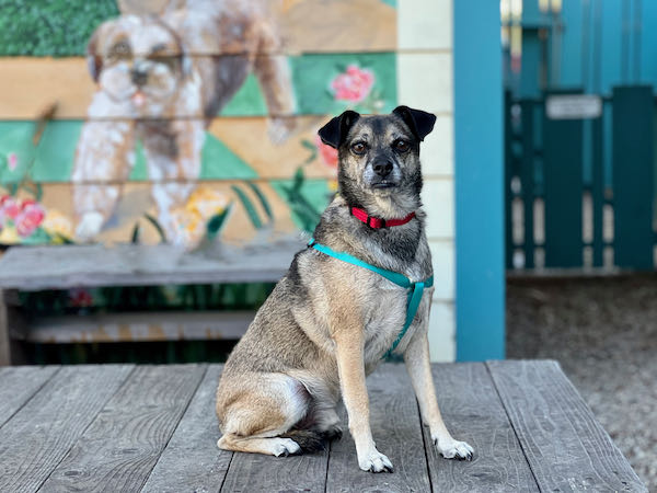 Charlie Puggle
