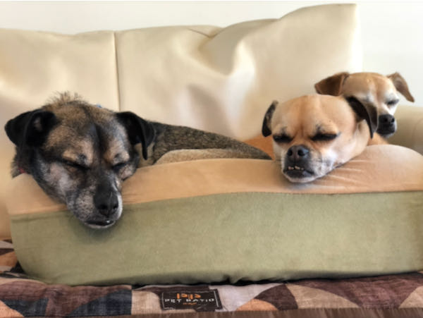 Charlie Puggle