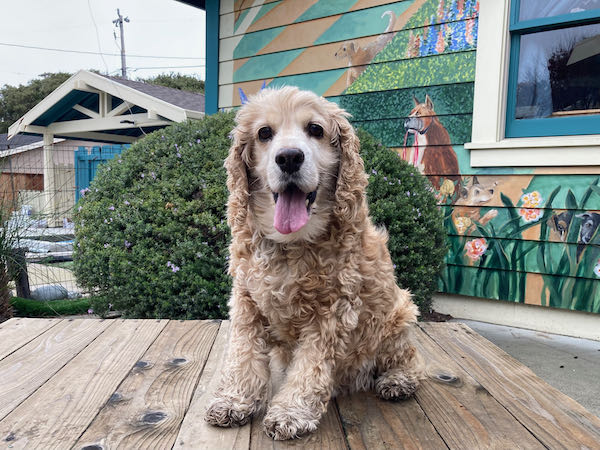 Charlie Spaniel