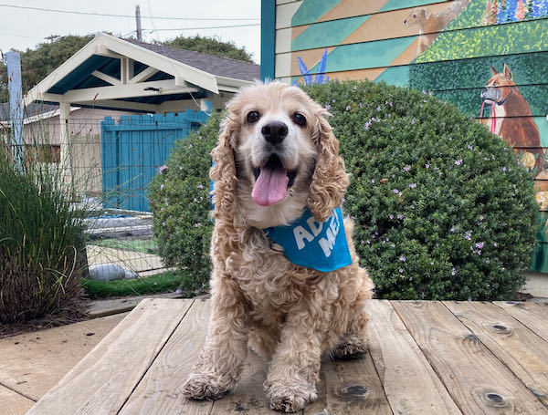 Charlie Spaniel