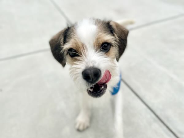 Chip