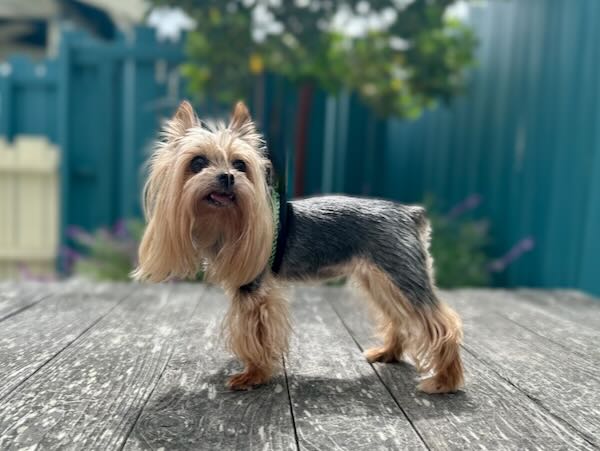 Chloe