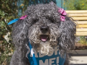 Chloe Poodle