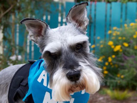 Chloe Schnauzer