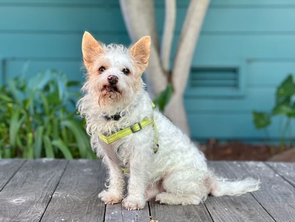 Chowder