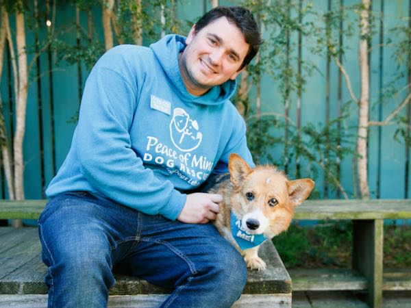 Cinnamon Corgi