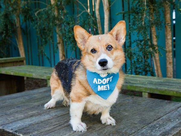 Cinnamon Corgi