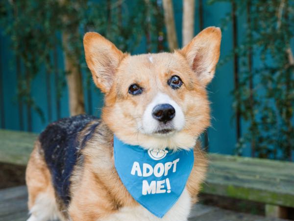 Cinnamon Corgi