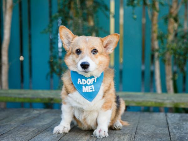 Cinnamon Corgi