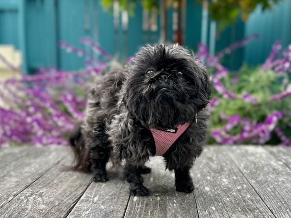 Coco