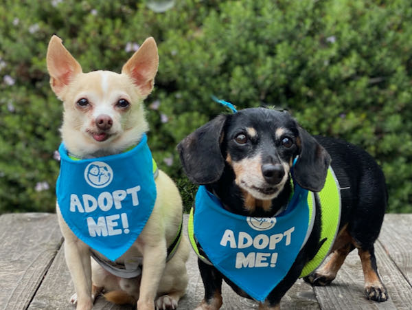 Coco Doxie and Rocki