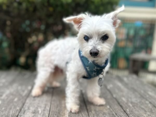 Cody