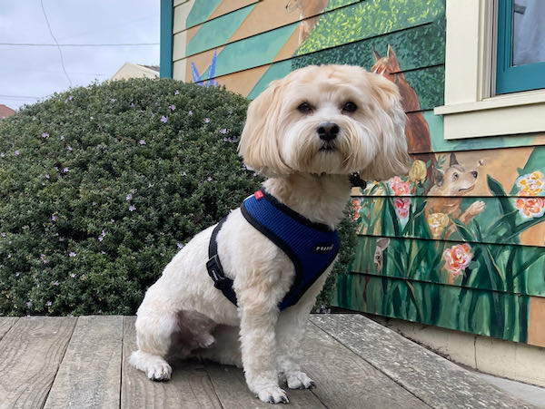 Cooper Havanese