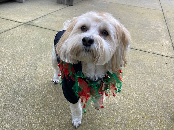 Cooper Havanese