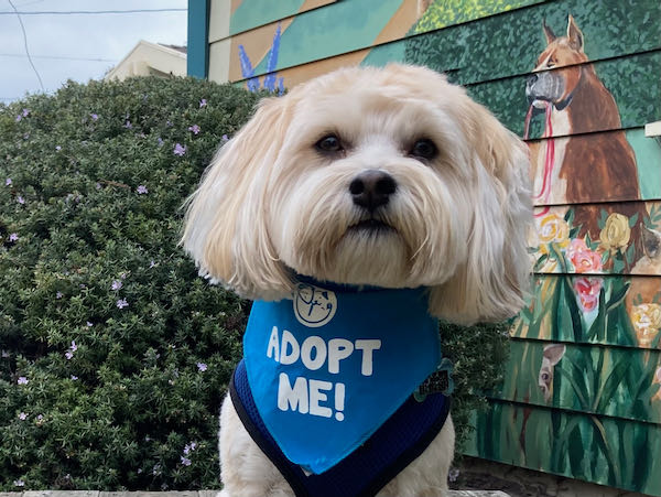 Cooper Havanese