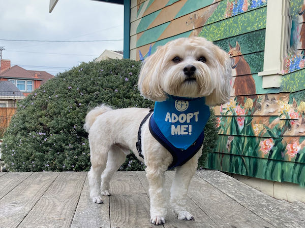 Cooper Havanese