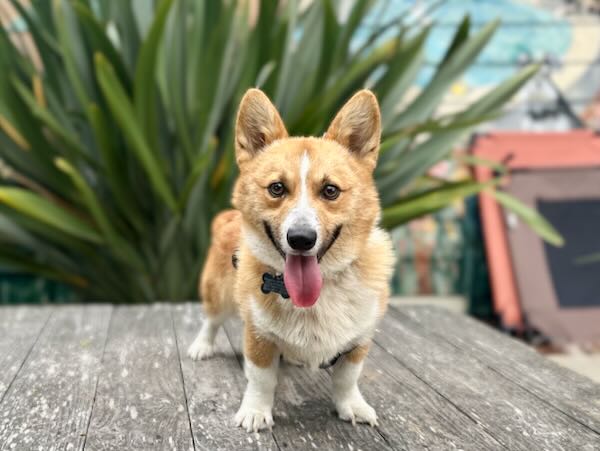 Corky