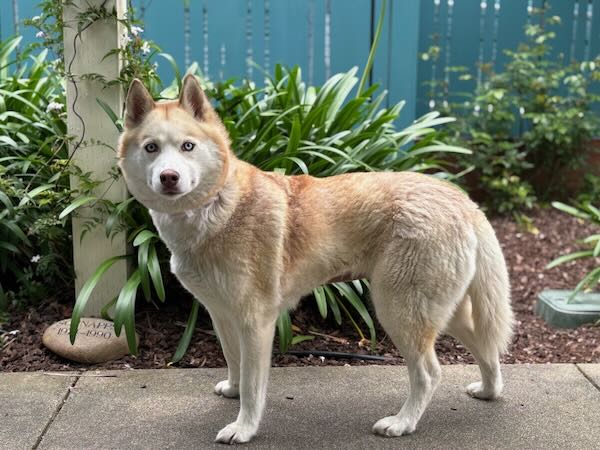 Dakota