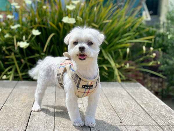 Dakota Maltese