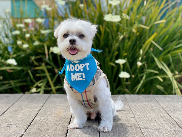 Dakota Maltese