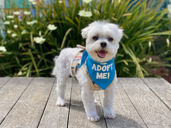Dakota Maltese