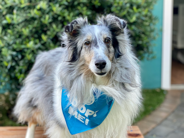 Dinah Sheltie