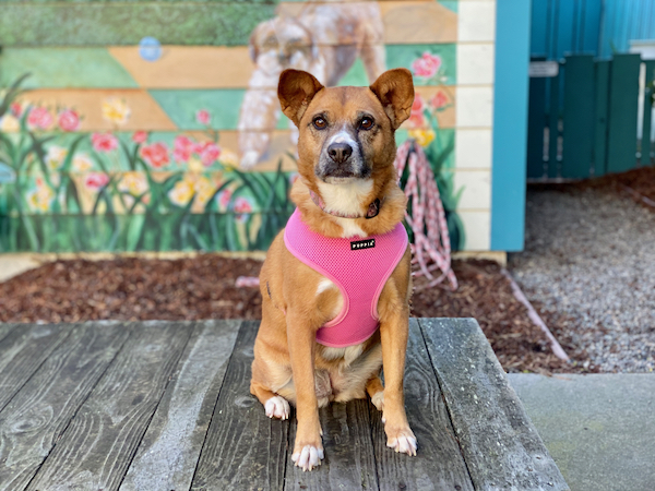Dixie Mae