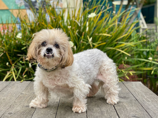 Dolly Girl