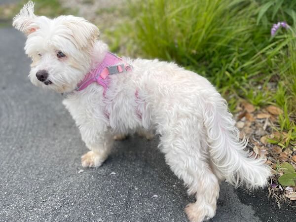 Dottie