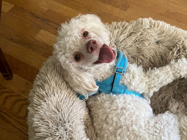 Dougie